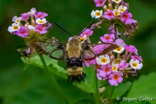 Snowberry Clearwing