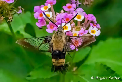 Snowberry Clearwing
