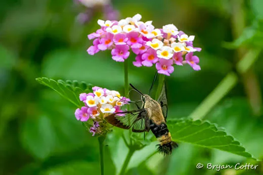 Snowberry Clearwing