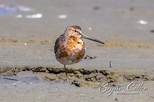 Short-billed Dowitcher