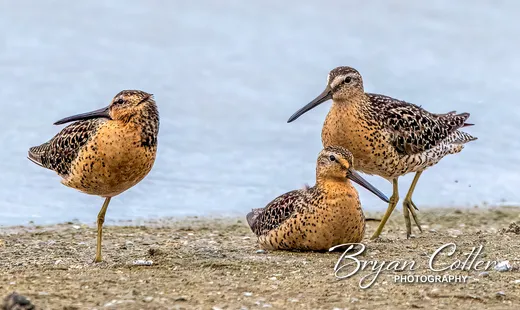 Short-billed Dowitcher