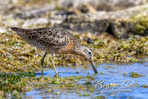Short-billed Dowitcher