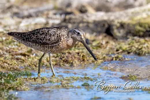 Short-billed Dowitcher