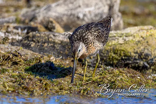 Short-billed Dowitcher