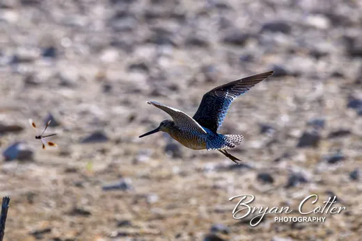 Short-billed Dowitcher
