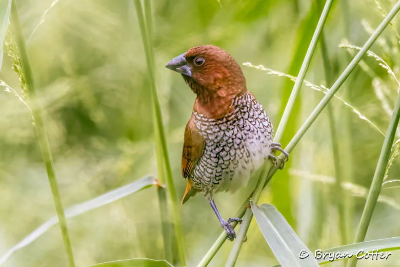 Scaly-breasted Munia
