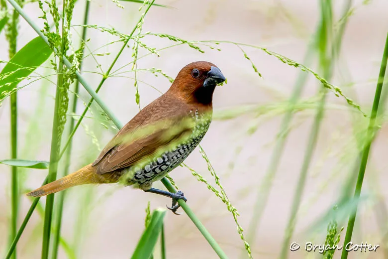 Scaly-breasted Munia