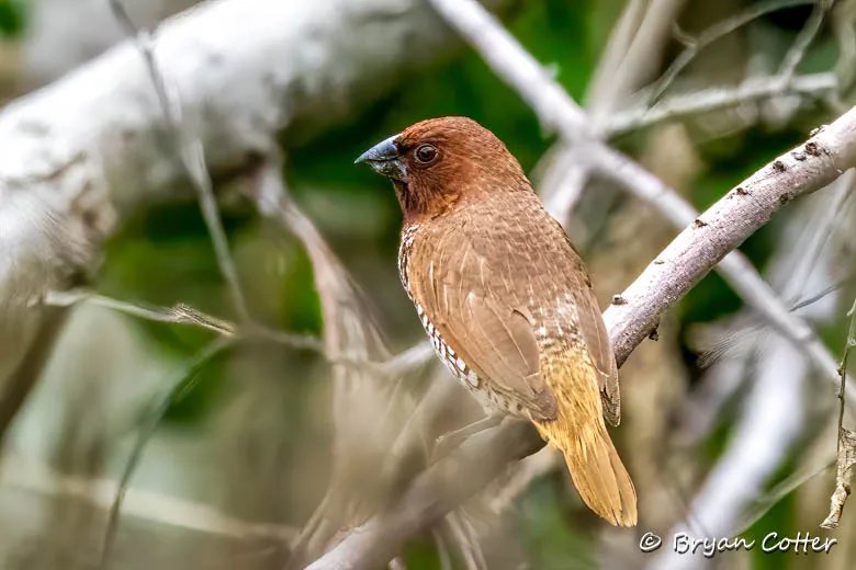 Scaly-breasted Munia