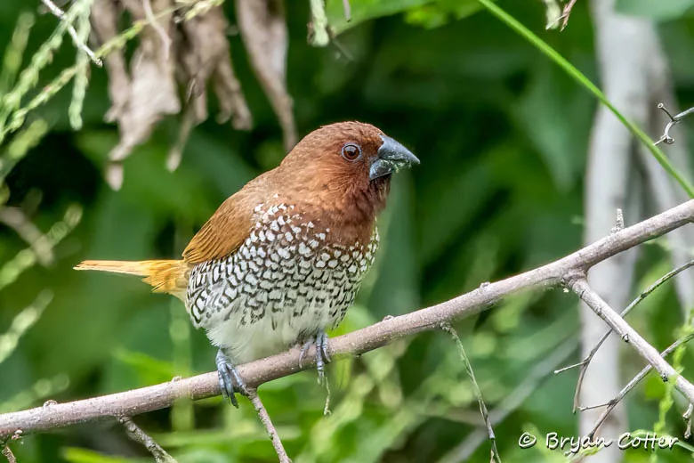Scaly-breasted Munia