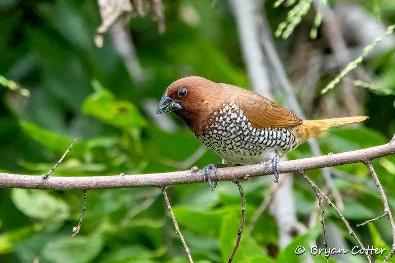 Scaly-breasted Munia