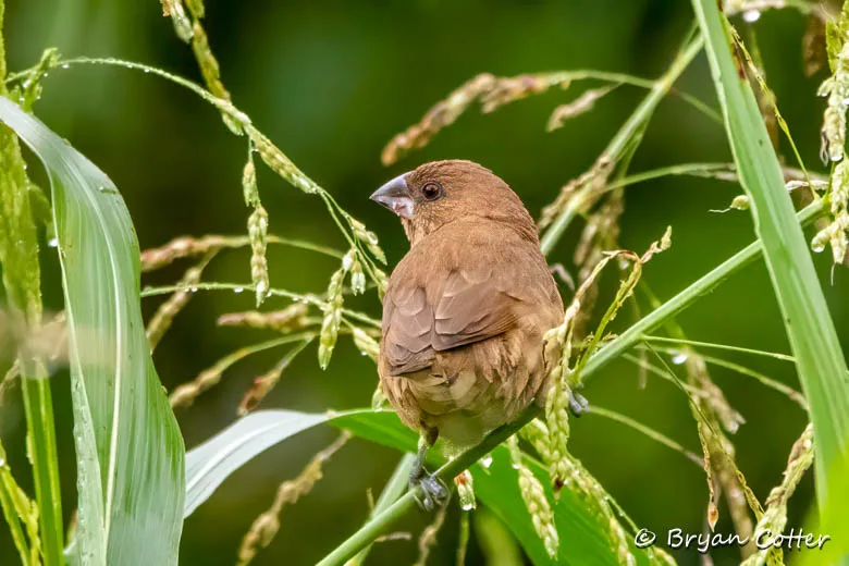 Scaly-breasted Munia