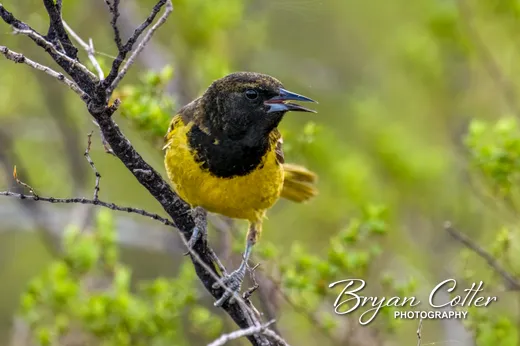 Scott's Oriole photographed in the Balmorhea region of Texas by Bryan Cotter