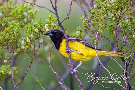 Scott's Oriole