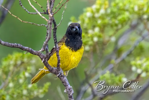 Scott's Oriole