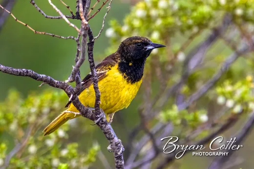 Scott's Oriole