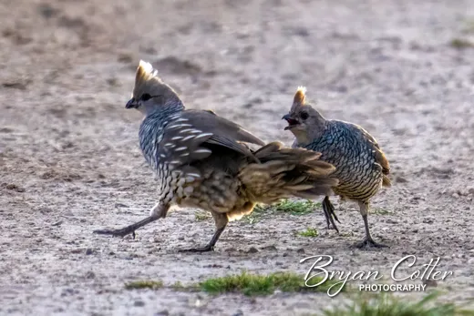 Scaled Quail photographed in the Balmorhea region of Texas by Bryan Cotter