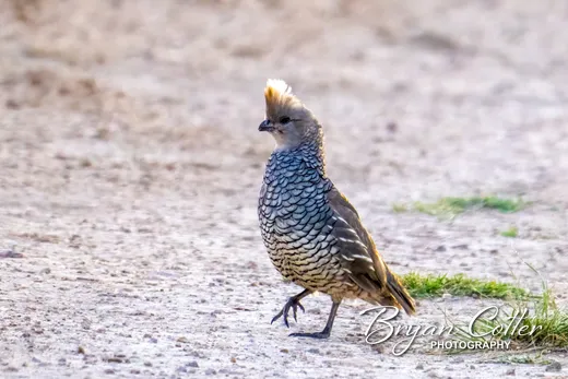 Scaled Quail