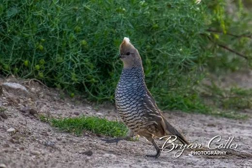 Scaled Quail