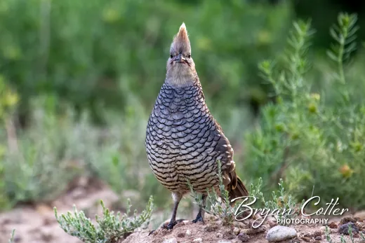 Scaled Quail