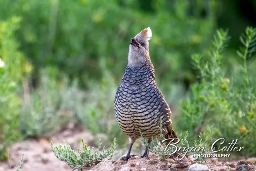 Scaled Quail