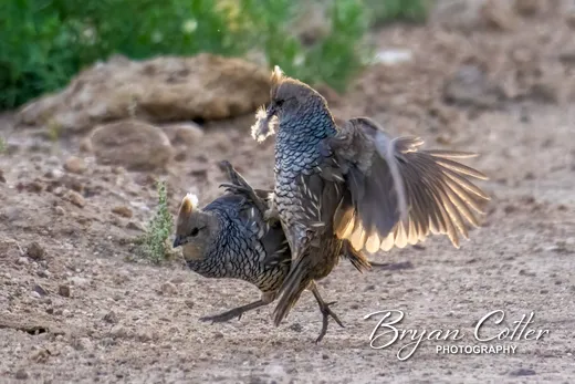 Scaled Quail