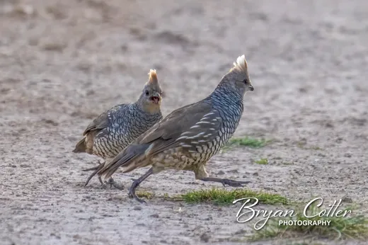 Scaled Quail