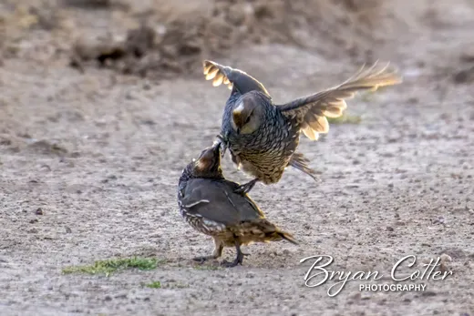 Scaled Quail