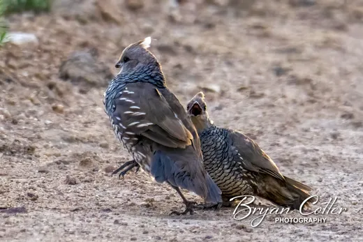 Scaled Quail