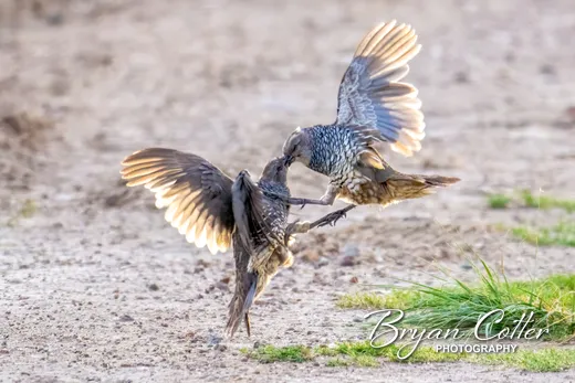 Scaled Quail