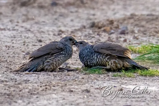 Scaled Quail