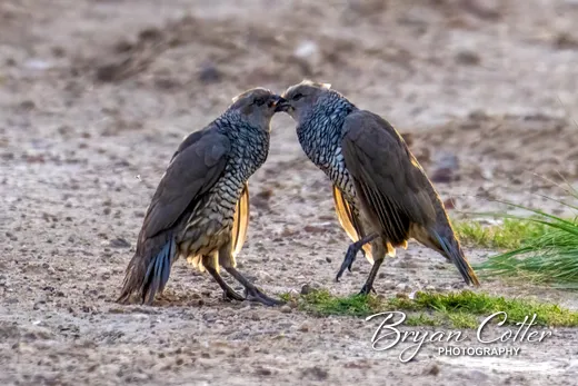 Scaled Quail
