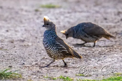 Scaled Quail
