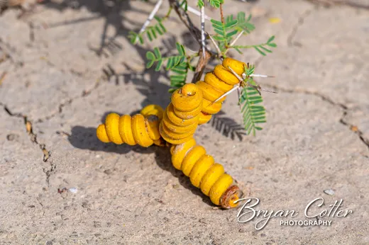 Screwbean Mesquite