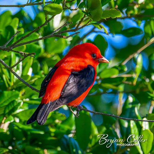 Scarlet Tanager photographed in Texas by Bryan Cotter