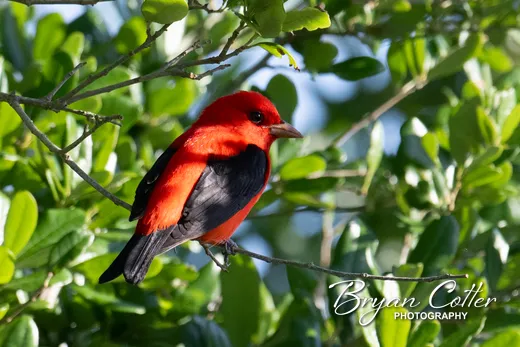 Scarlet Tanager