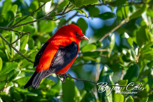 Scarlet Tanager