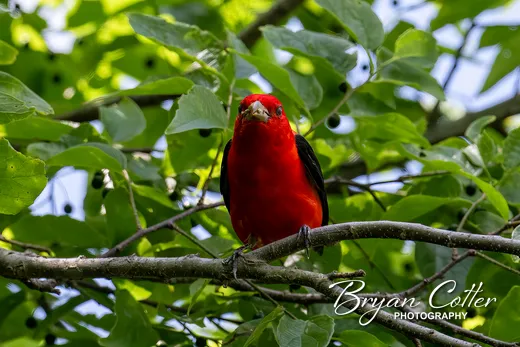 Scarlet Tanager