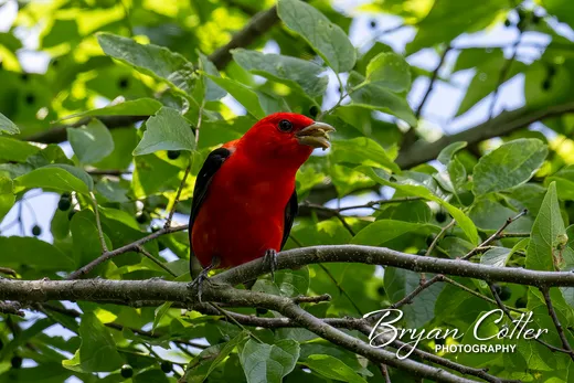 Scarlet Tanager