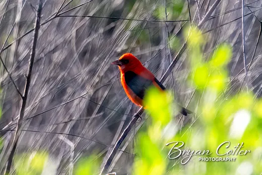 Scarlet Tanager