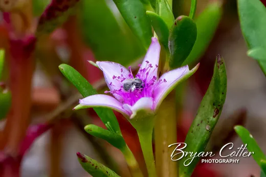 Sea Purslane