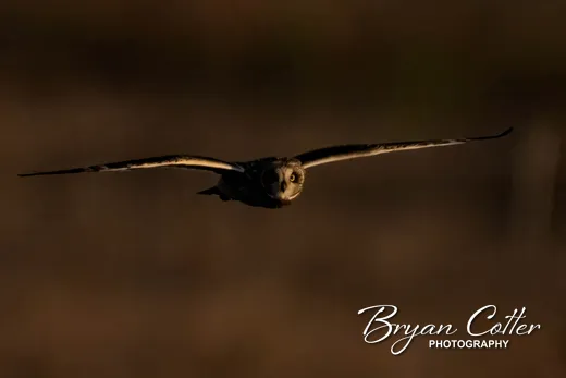 Short-eared Owl
