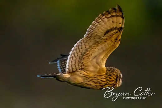 Short-eared Owl