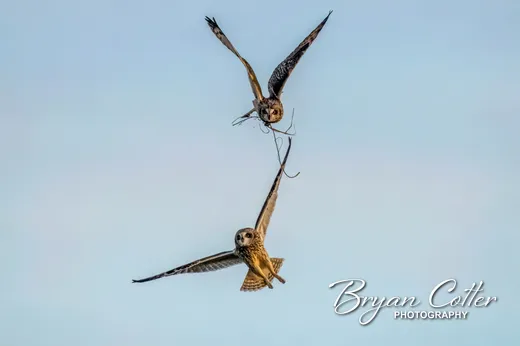Short-eared Owl