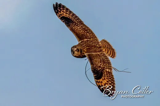 Short-eared Owl