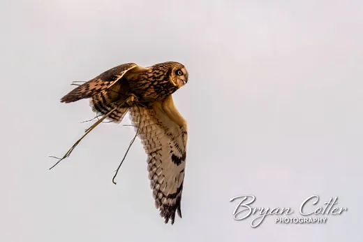 Short-eared Owl