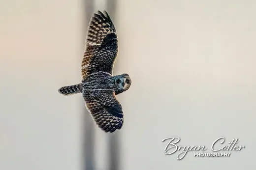 Short-eared Owl