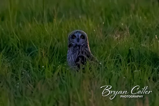 Short-eared Owl