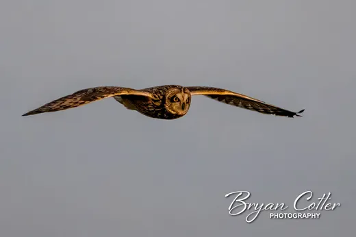 Short-eared Owl
