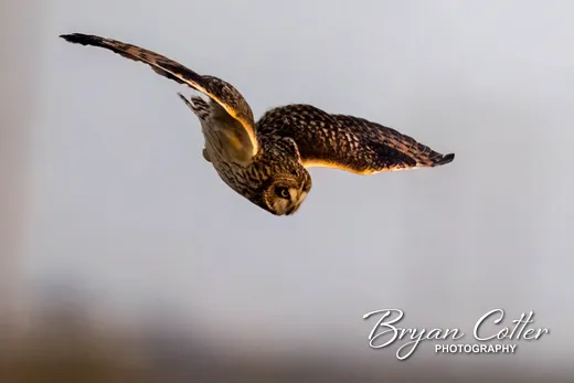 Short-eared Owl