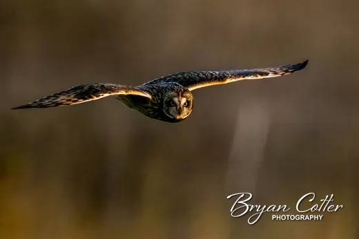 Short-eared Owl